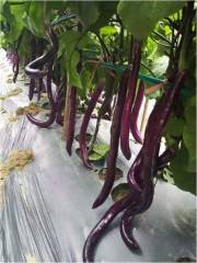 Hybrid F1 High Quality Chinese Vegetables Purple Red Eggplant Seeds- Purple Dragon