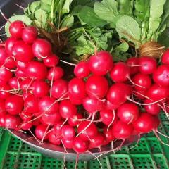 Cherry Radish Seeds-Hong Ding No.1