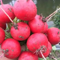Cherry Radish Seeds-Hong Ding No.1
