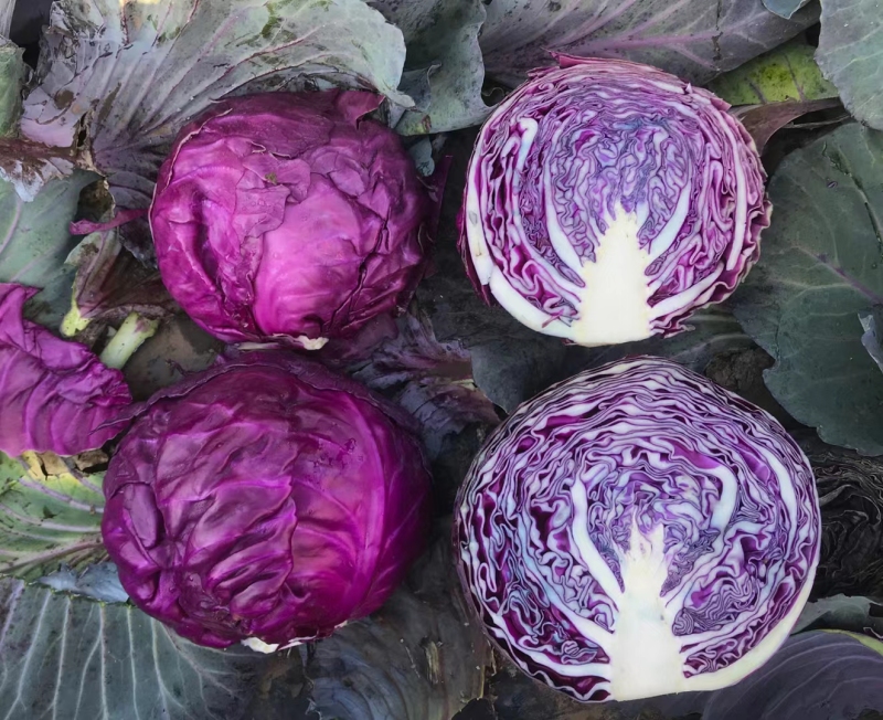 Hybrid F1 Purple Cabbage Seeds- Purple Ball