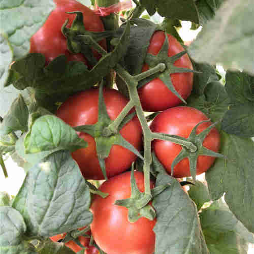 F1 Red Tomato Seeds- FT089