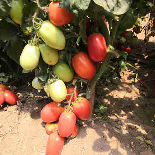 F1 Red Tomato Seeds- Red Stone