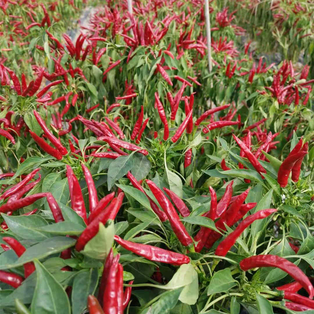 F1 Red Cluster Pepper Chilli Seeds Vegetable Seeds For Growing-Korean Rice Chilli King