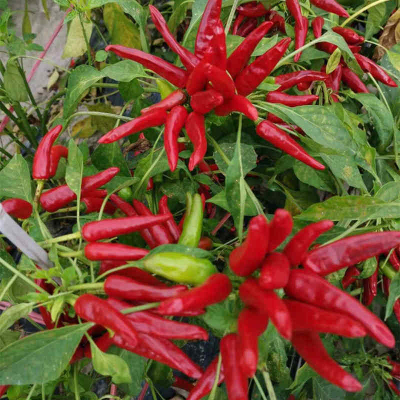F1 Red Cluster Pepper Chilli Seeds Vegetable Seeds For Growing-Korean Rice Chilli King