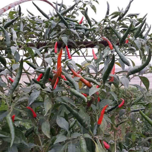 F1 Hot Pepper Seeds- Red Sunshine No.5