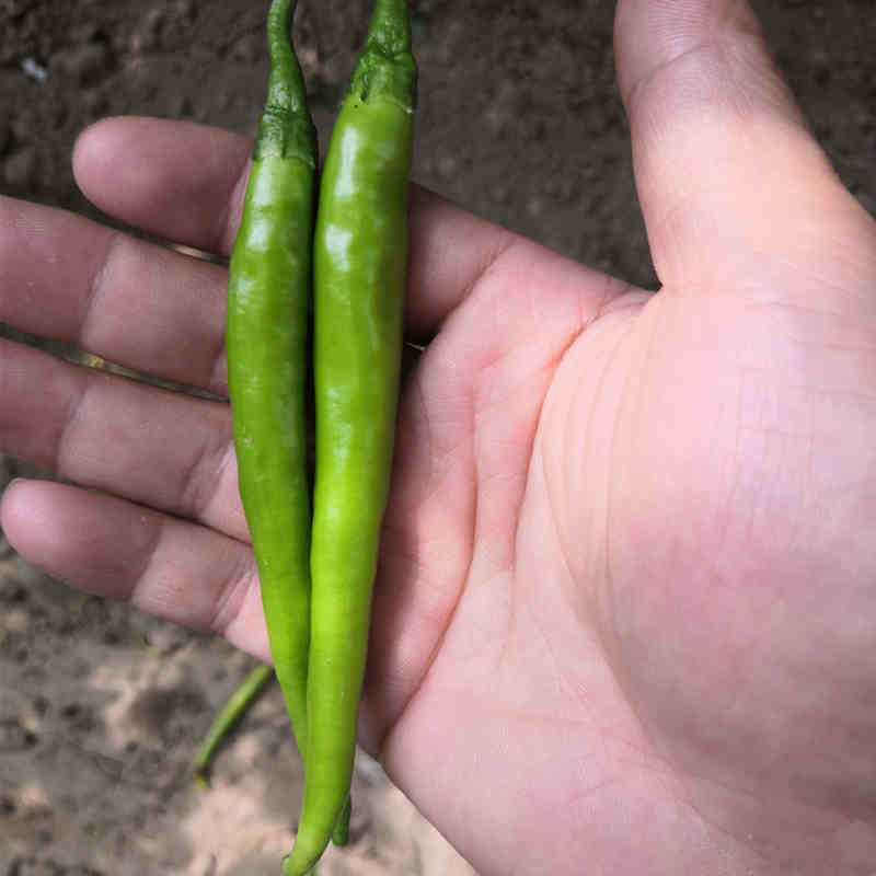 F1 Hot Pepper Seeds- FP100