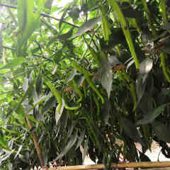 F1 Hot Pepper Seeds- FP100