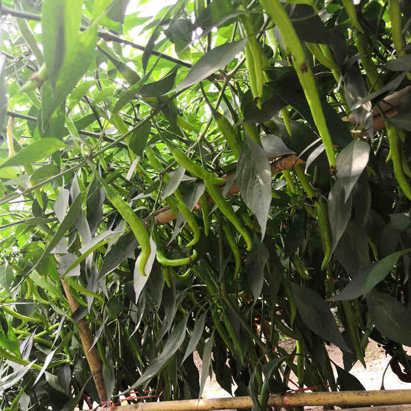 F1 Hot Pepper Seeds- FP100