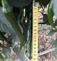 F1 Hot Pepper Seeds- FP53