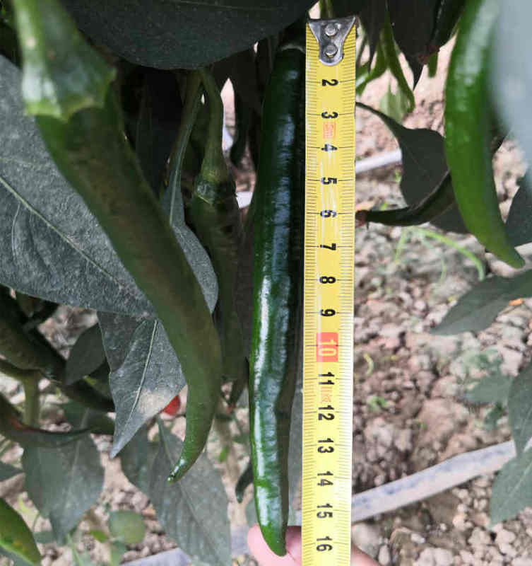 F1 Hot Pepper Seeds- FP53