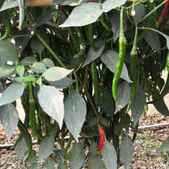 F1 Hot Pepper Seeds- FP53