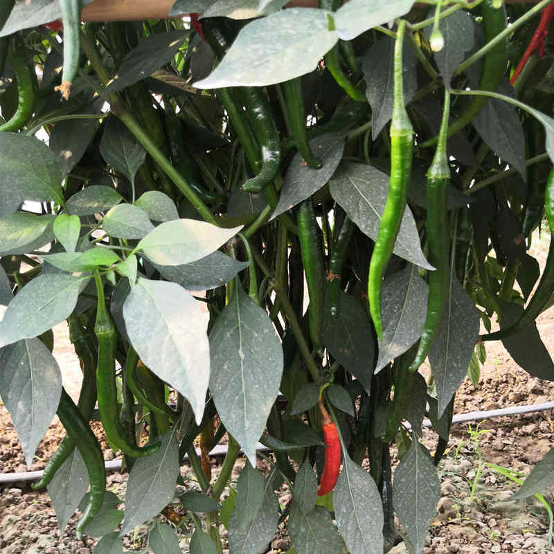 F1 Hot Pepper Seeds- FP53