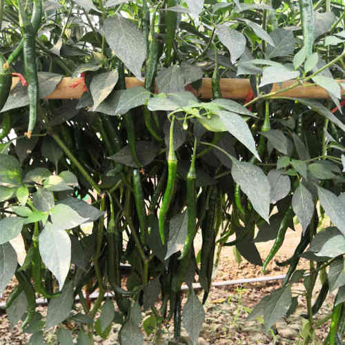 F1 Hot Pepper Seeds- FP53