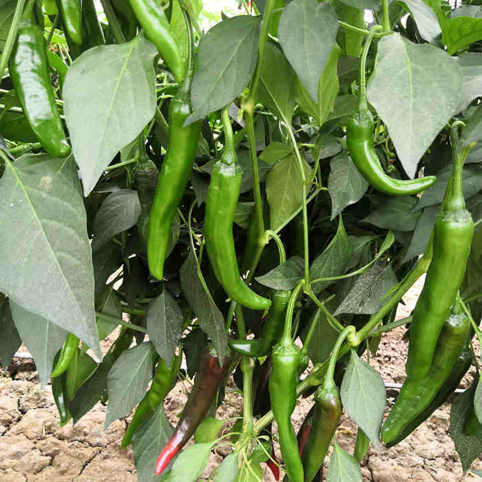 F1 Hot Pepper Seeds- Heavy Spicy No.12