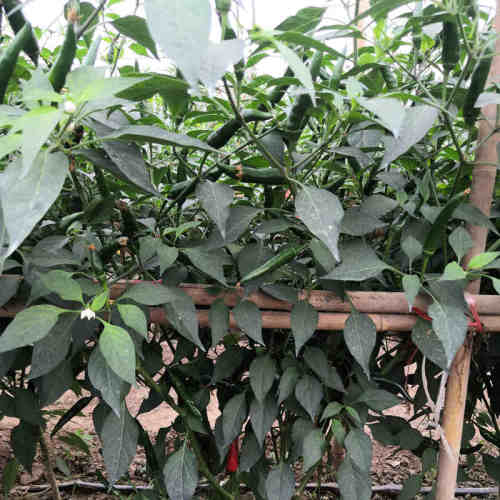 F1 Hot Pepper Seeds- Red Sunshine No.6