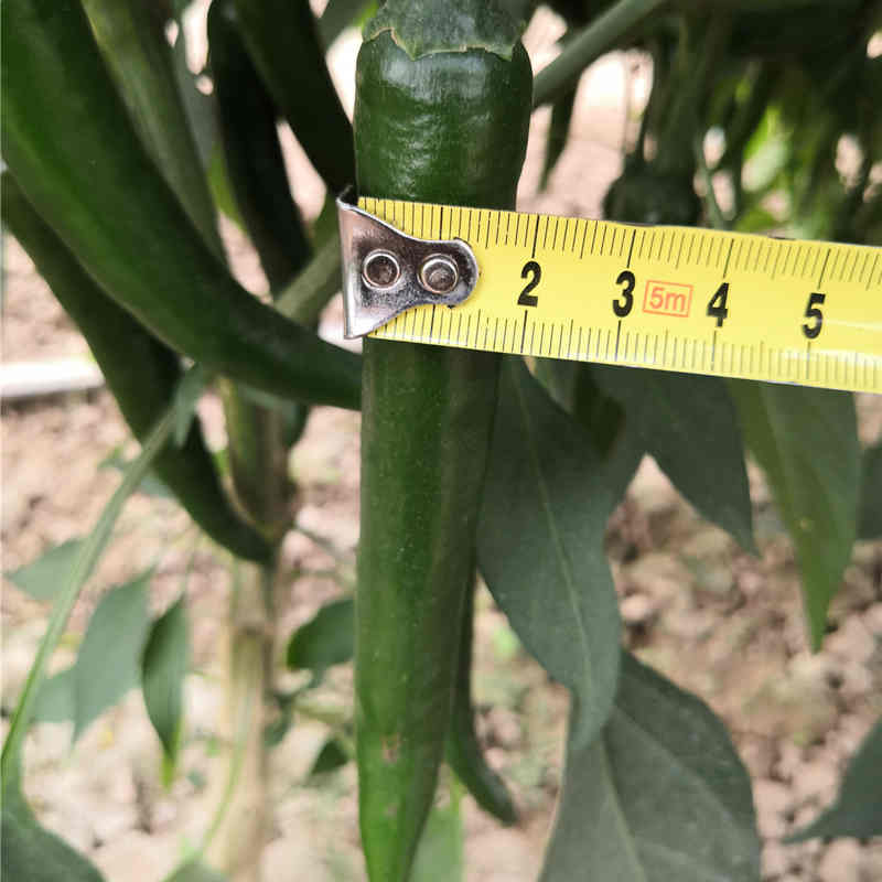 F1 Hot Pepper Seeds- FP29