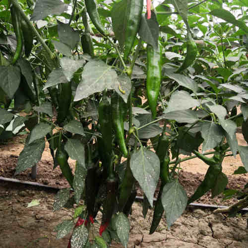 F1 Hot Pepper Seeds- Heavy Spicy No.12