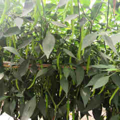 F1 Hot Pepper Seeds- FP100