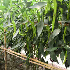 F1 Hot Pepper Seeds- FP100