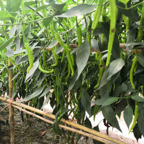 F1 Hot Pepper Seeds- FP100