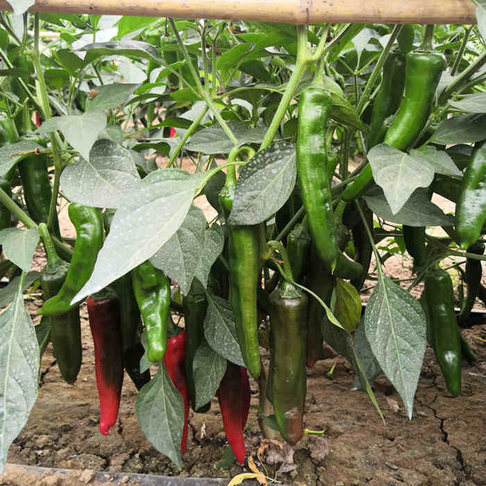 F1 Hot Pepper Seeds- Heavy Spicy No.4