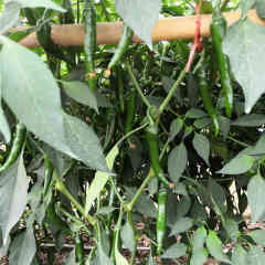 F1 Hot Pepper Seeds- FP29