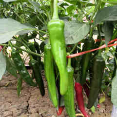F1 Hot Pepper Seeds- Heavy Spicy No.4