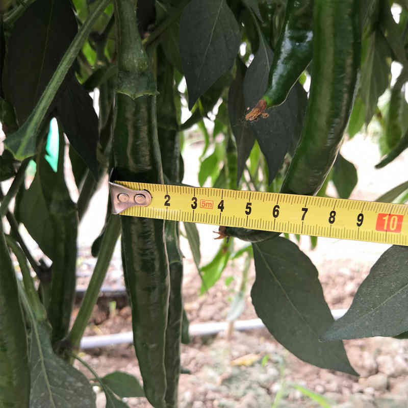 F1 Hot Pepper Seeds- FP53