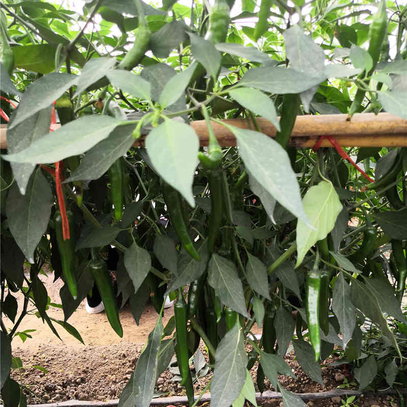 F1 Hot Pepper Seeds- FP29