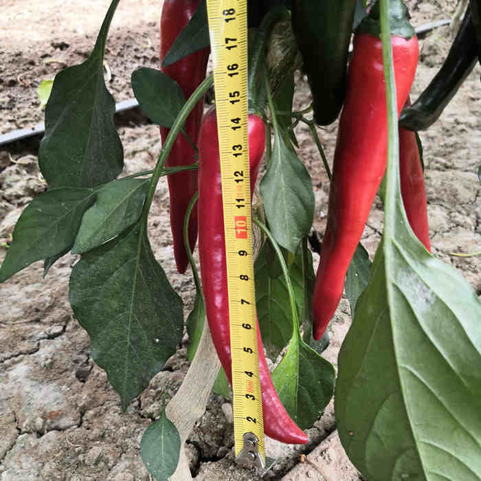 F1 Hot Pepper Seeds- Heavy Spicy No.12