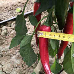 F1 Hot Pepper Seeds- Heavy Spicy No.12