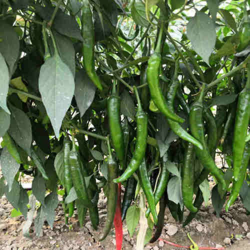F1 Hot Pepper Seeds- Fresh Hot No.1
