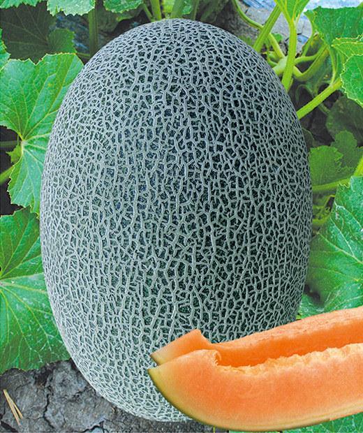 Hami melon cantaloupe seeds-Ke Honey No.17