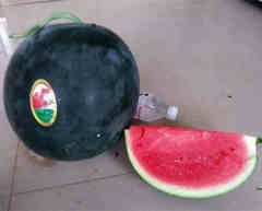 F1 Seedless Watermelon Seeds-Black Dragon No.2