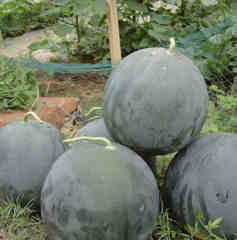 F1 Seedless Watermelon Seeds-Black Dragon No.2