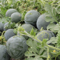 F1 Seedless Watermelon Seeds-Black Dragon