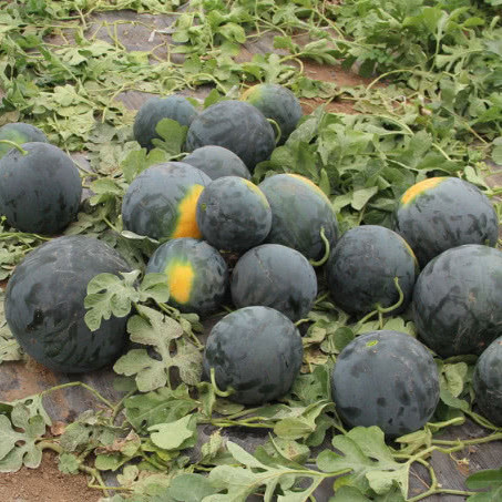 F1 Seedless Watermelon Seeds-Black Dragon