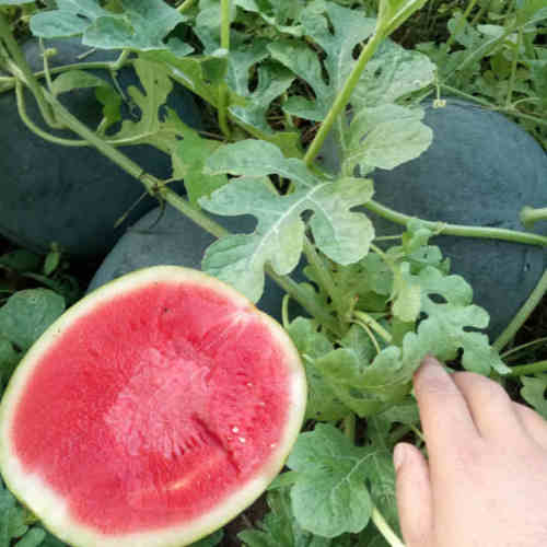 F1 Seedless Watermelon Seeds-Hei jin