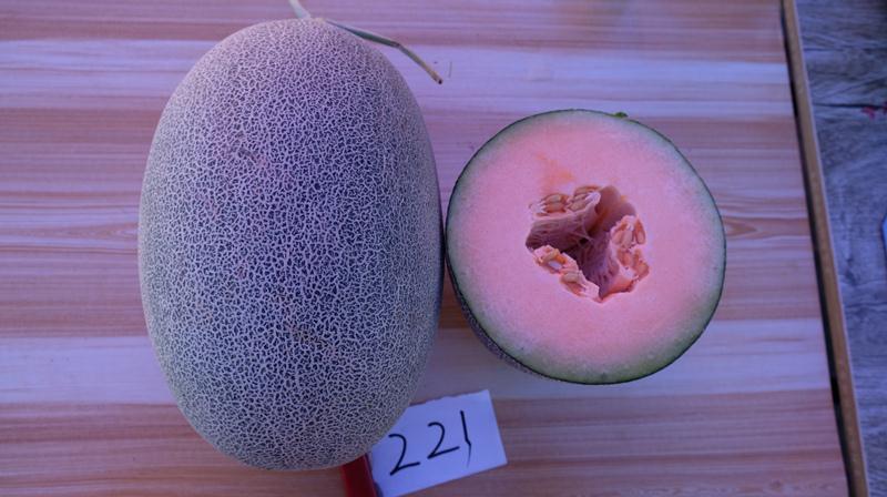 Hami melon cantaloupe seeds-Ke Honey No.22
