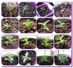 Lavandula Angustifolia Lavender Seeds for growing