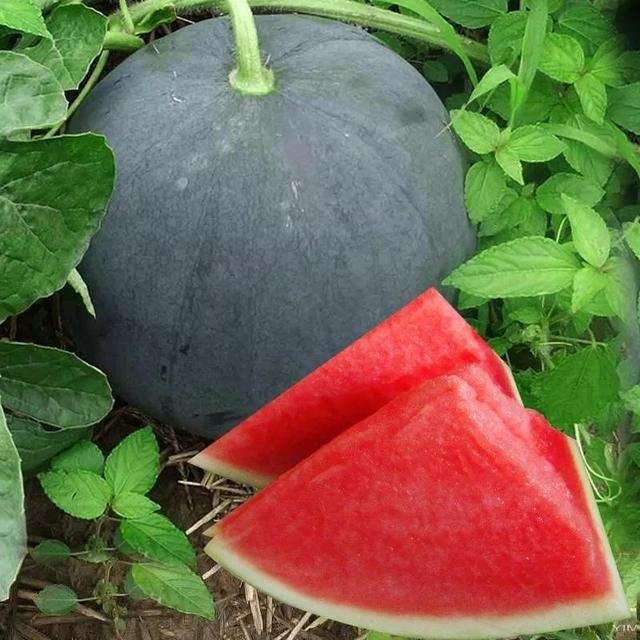 F1 Seedless Watermelon Seeds-Black Dragon