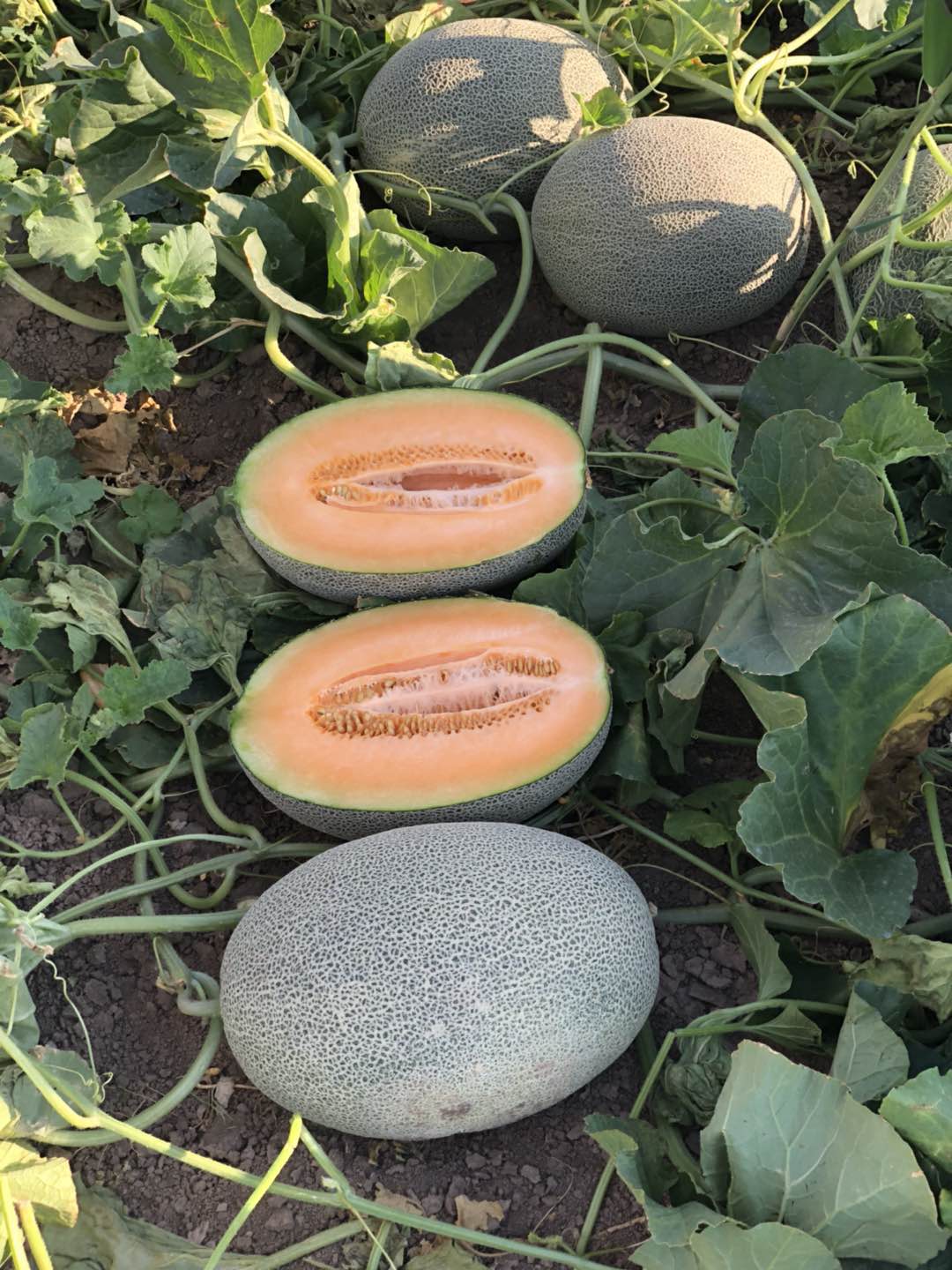 Hami melon cantaloupe seeds bulk seeds for growing