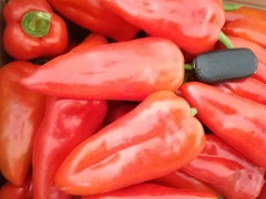 Conical Shape Sweet Pepper Seeds