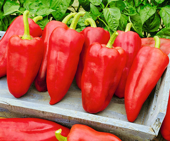 Conical Shape Sweet Pepper Seeds