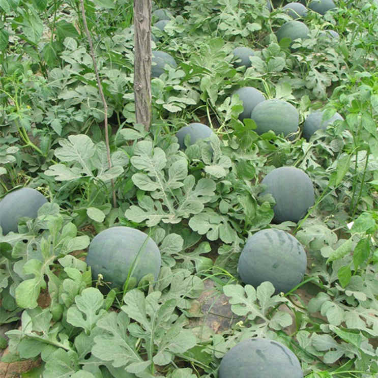 F1 Seedless Watermelon Seeds-Hei jin