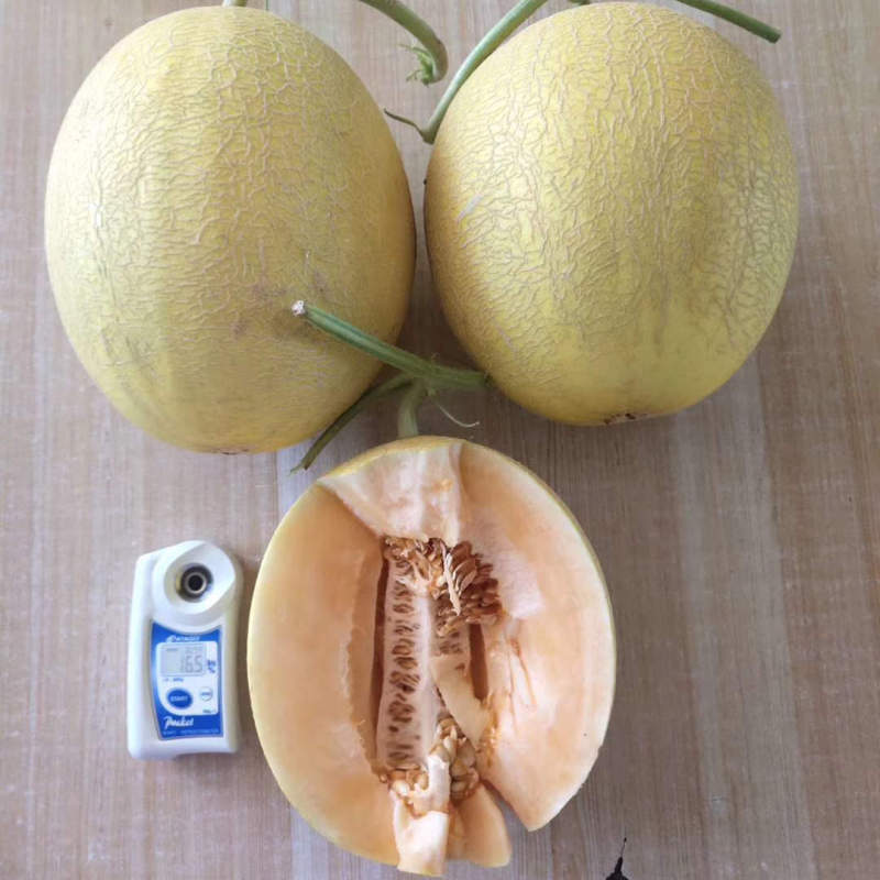Hami melon cantaloupe seeds-New Red Honey