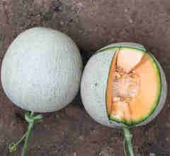 Muskmelon Cantaloupe Hami Melon Seeds-Japanese Sweet