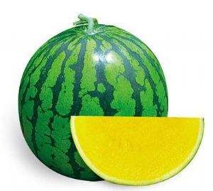 F1 Seedless Watermelon Seeds-Gold Baby