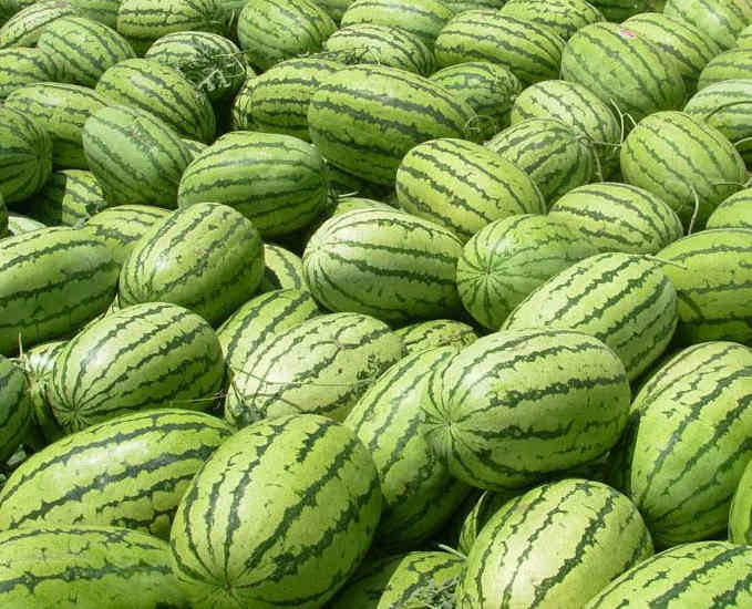 F1 Seeded Watermelon Seeds-NY 360