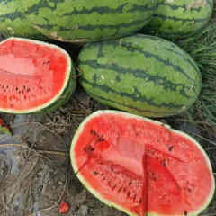F1 Seeded Watermelon Seeds-NC
